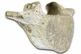 Fossil Whale Thoracic Vertebra - Yorktown Formation #362086-3